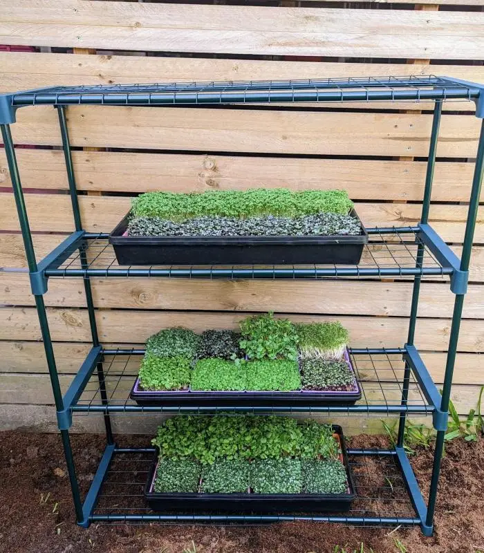 Microgreen Grow Kit