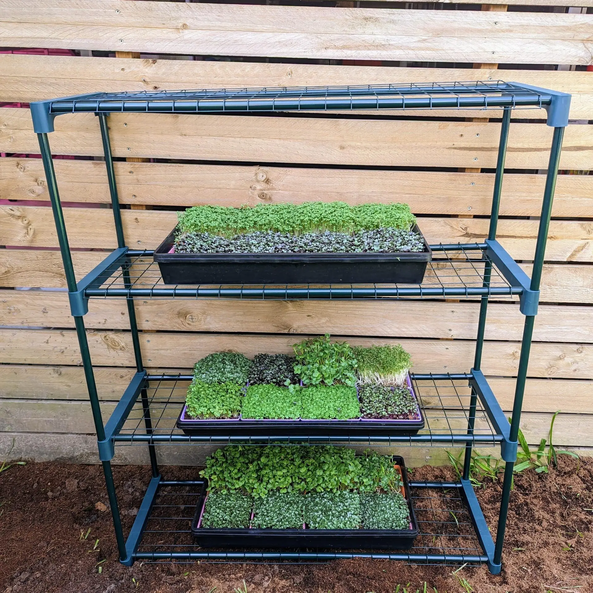 Microgreen Grow Kit Microgreen Grow Kit