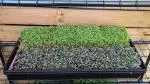 microgreen grow kit