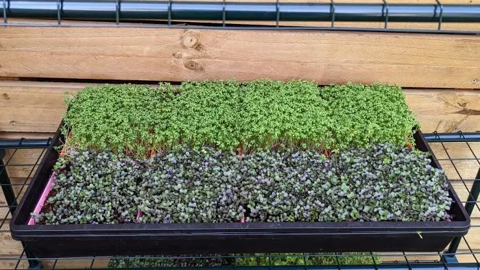 Microgreen Grow Kit
