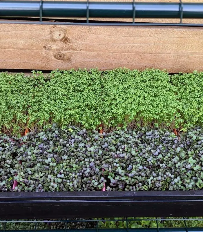 Microgreen Grow Kit