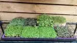 microgreen grow kit