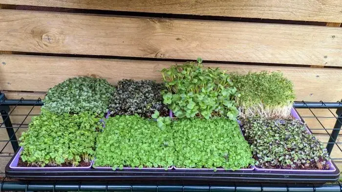 Microgreen Grow Kit
