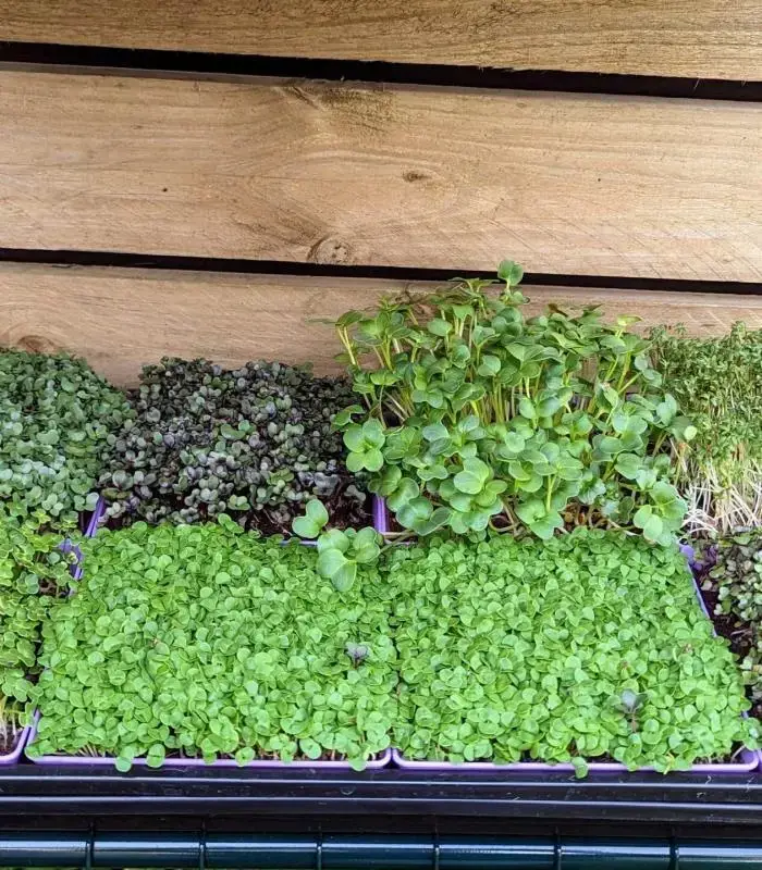 Microgreen Grow Kit