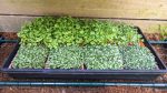 microgreen grow kit