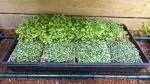 microgreen grow kit