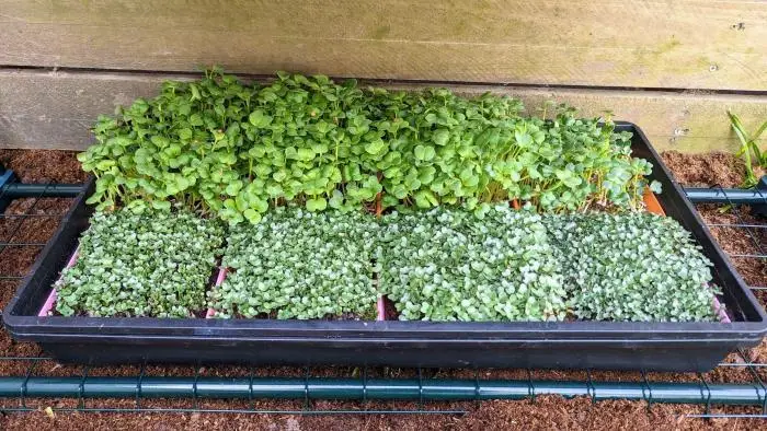 Microgreen Grow Kit