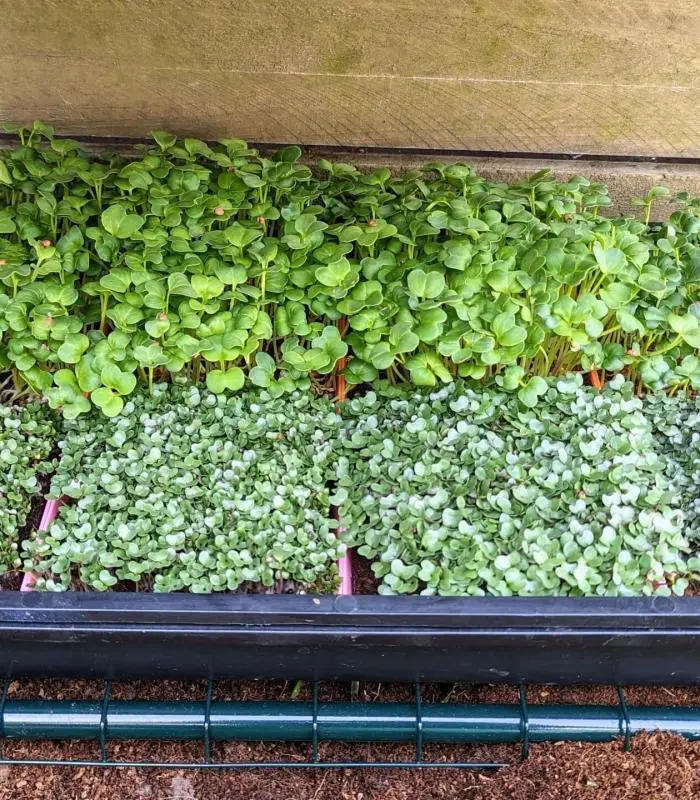 Microgreen Grow Kit
