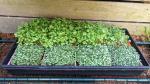 microgreen grow kit