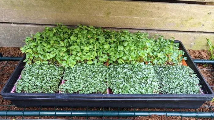 Microgreen Grow Kit