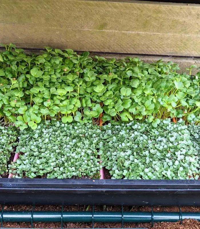Microgreen Grow Kit