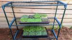 microgreen grow kit