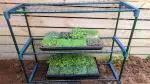 microgreen grow kit