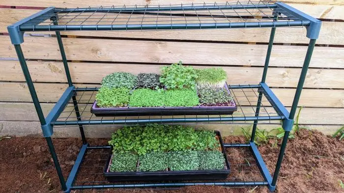 Microgreen Grow Kit