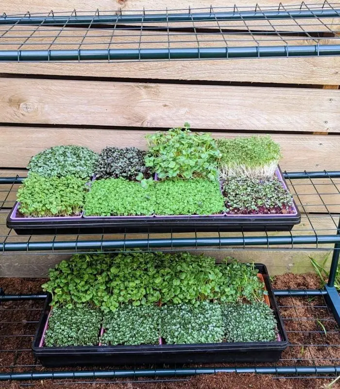 Microgreen Grow Kit