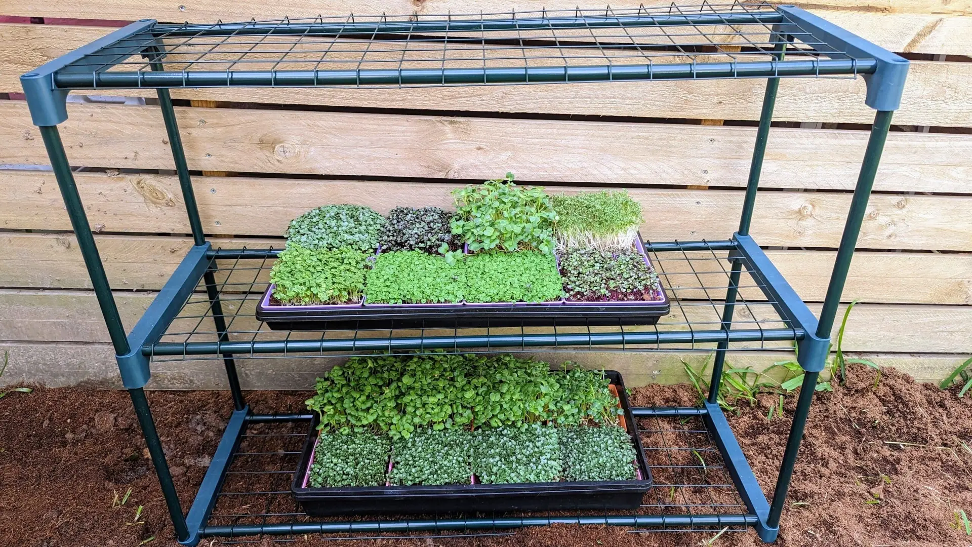 Microgreen Grow Kit Microgreen Grow Kit