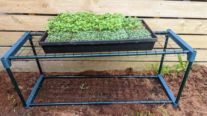 Microgreen Grow Kit