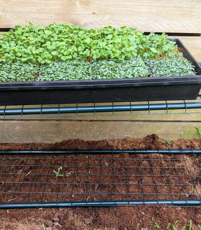 Microgreen Grow Kit