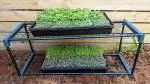 microgreen grow kit