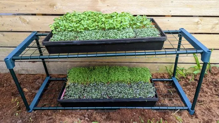 Microgreen Grow Kit