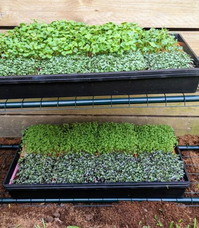 Microgreen Grow Kit