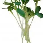 Radish Microgreens, Healthy Radish Microgreens, . Fresh Radish Microgreens, , Radish, Shop Radish Microgreens,