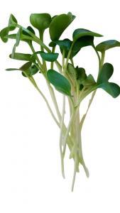 Radish Microgreens, Healthy Radish Microgreens, . Fresh Radish Microgreens, , Radish, Shop Radish Microgreens,