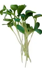 Radish Microgreens, Healthy Radish Microgreens, . Fresh Radish Microgreens, , Radish, Shop Radish Microgreens,