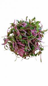 Silverbeet Microgreens, Fresh Silverbeet Microgreens, Healthy Silverbeet Microgreens