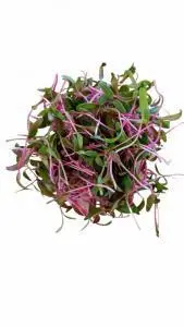 Silverbeet Microgreens, Fresh Silverbeet Microgreens, Healthy Silverbeet Microgreens