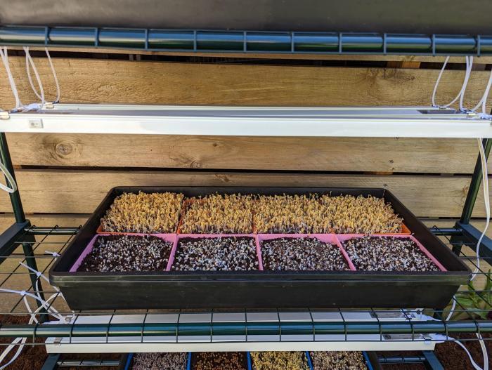 Microgreen Kit