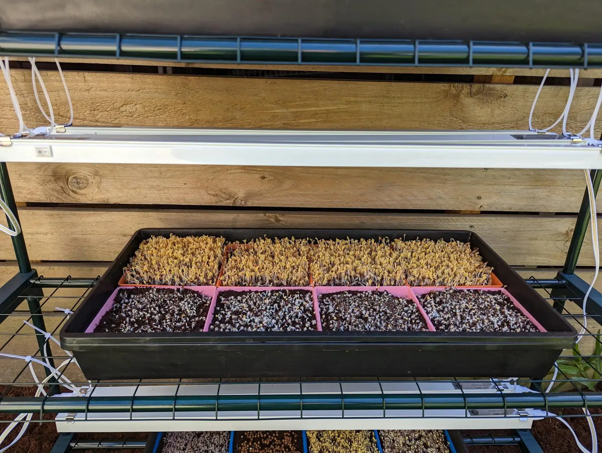 Microgreen Kit Microgreen Kit