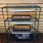 microgreen kit