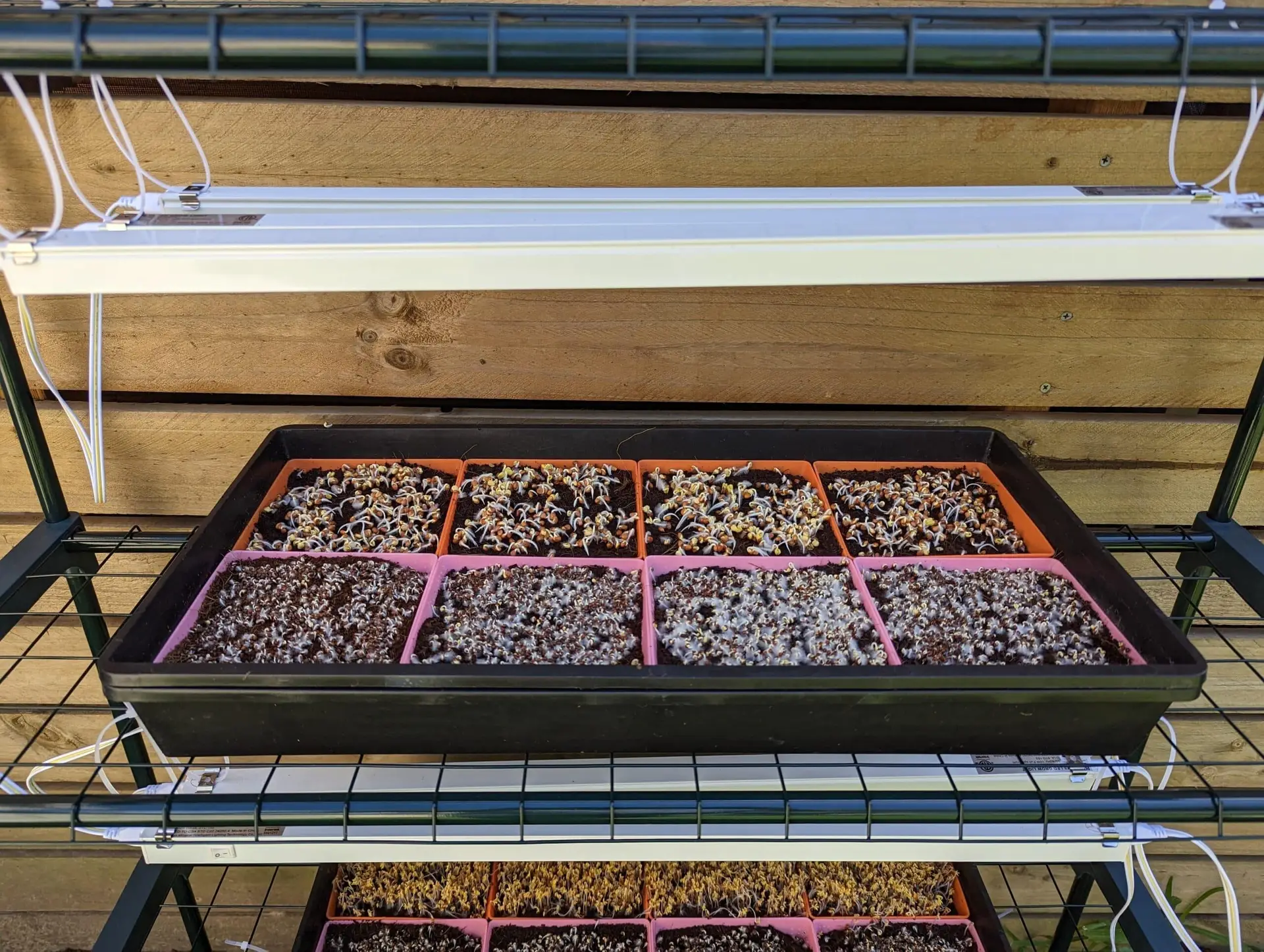 Microgreen Kit Microgreen Kit