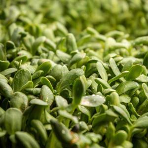 Broccoli microgreens, fresh Broccoli microgreens, healthy Broccoli microgreens