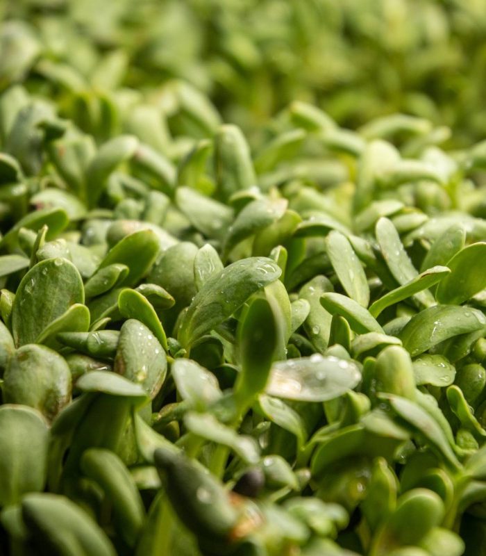 Broccoli microgreens, fresh Broccoli microgreens, healthy Broccoli microgreens