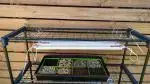 microgreen kit