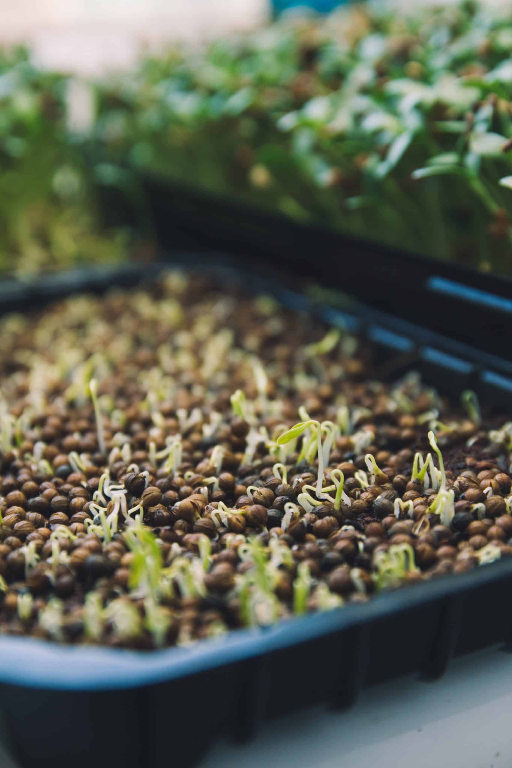 Brisbane Sprouts, Buy Sprouts Brisbane, Fresh Sprouts Brisbane, Local Sprouts Brisbane, Grow Your Own Sprouts, Sprout Growing Kits Brisbane, Healthy Eating Brisbane, Vitamin Boost, Natural Yield