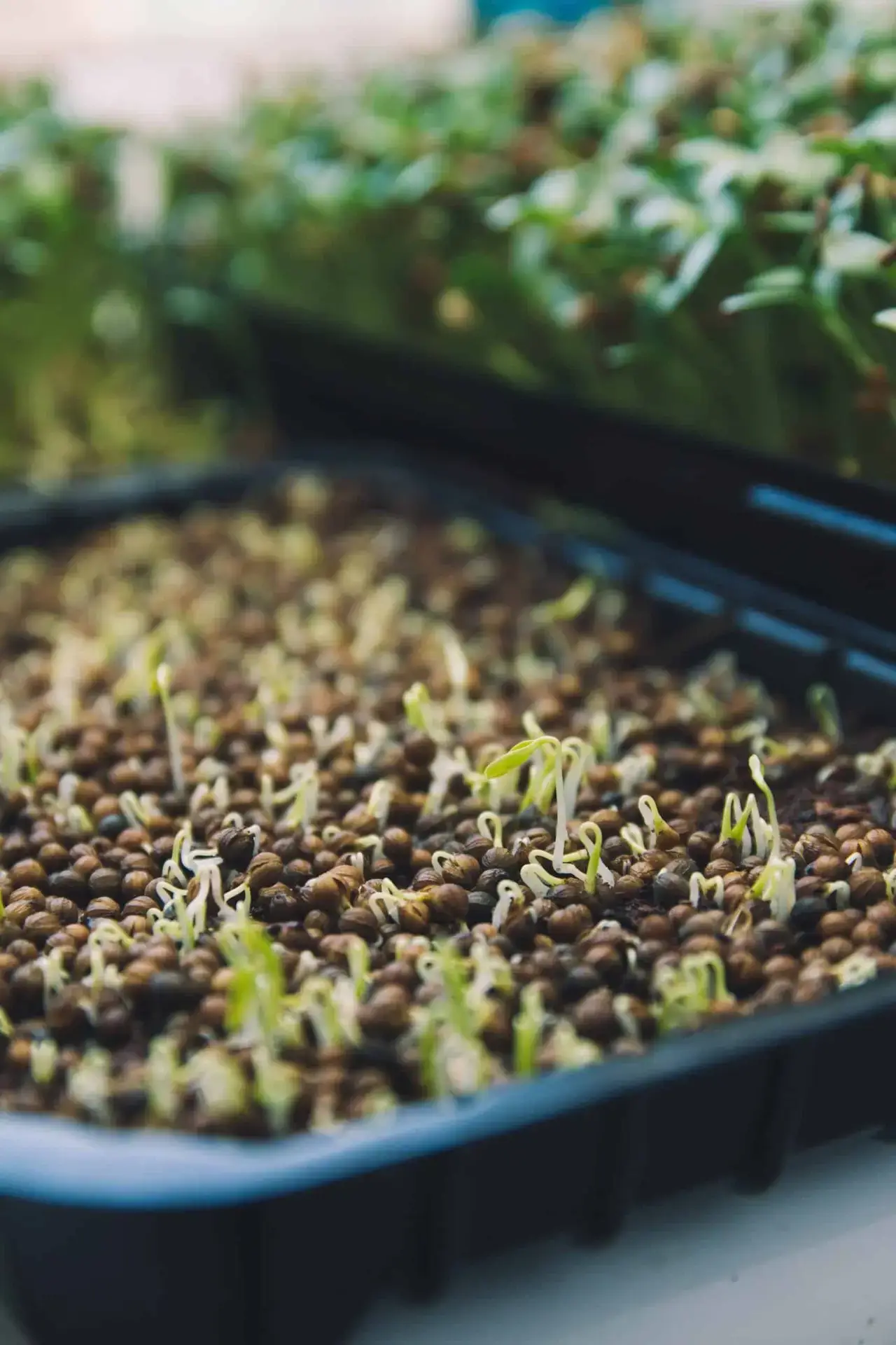 Brisbane Sprouts, Buy Sprouts Brisbane, Fresh Sprouts Brisbane, Local Sprouts Brisbane, Grow Your Own Sprouts, Sprout Growing Kits Brisbane, Healthy Eating Brisbane, Vitamin Boost, Natural Yield