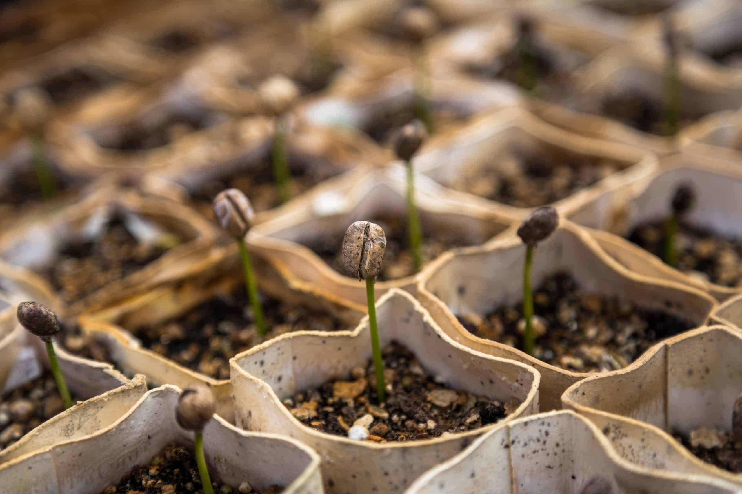 Brisbane Sprouts, Buy Sprouts Brisbane, Fresh Sprouts Brisbane, Local Sprouts Brisbane, Grow Your Own Sprouts, Sprout Growing Kits Brisbane, Healthy Eating Brisbane, Vitamin Boost, Natural Yield