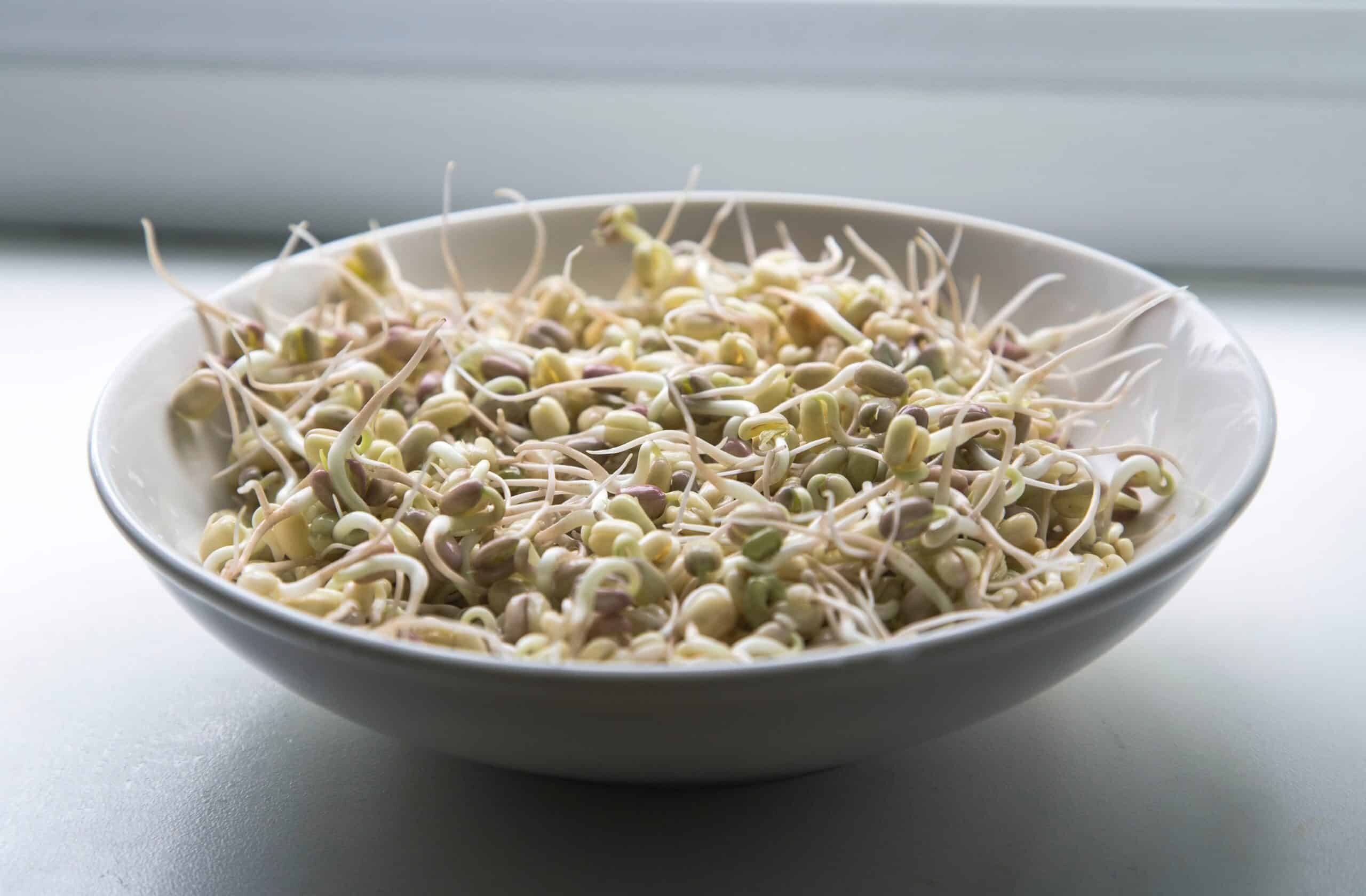 Brisbane Sprouts, Buy Sprouts Brisbane, Fresh Sprouts Brisbane, Local Sprouts Brisbane, Grow Your Own Sprouts, Sprout Growing Kits Brisbane, Healthy Eating Brisbane, Vitamin Boost, Natural Yield