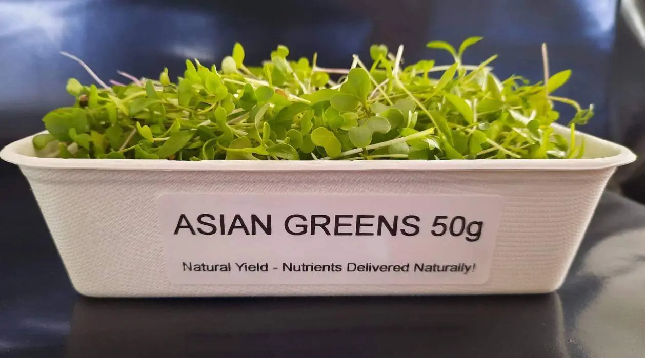 Asian Green Microgreens - Image 3