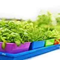 Choosing Your Microgreen Trays | Natural Yield Microgreen Trays And 5X6 Inserts