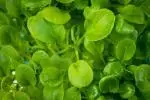 Mustard Green Seeds - Image 2