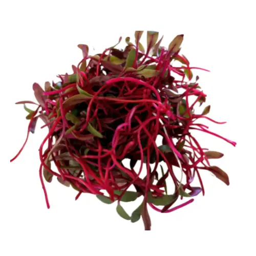 Beetroot Microgreen Seeds, Beetroot Microgreens, Fresh Beetroot Microgreens, Healthy Beetroot Microgreens