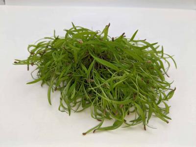 Carrot Microgreen