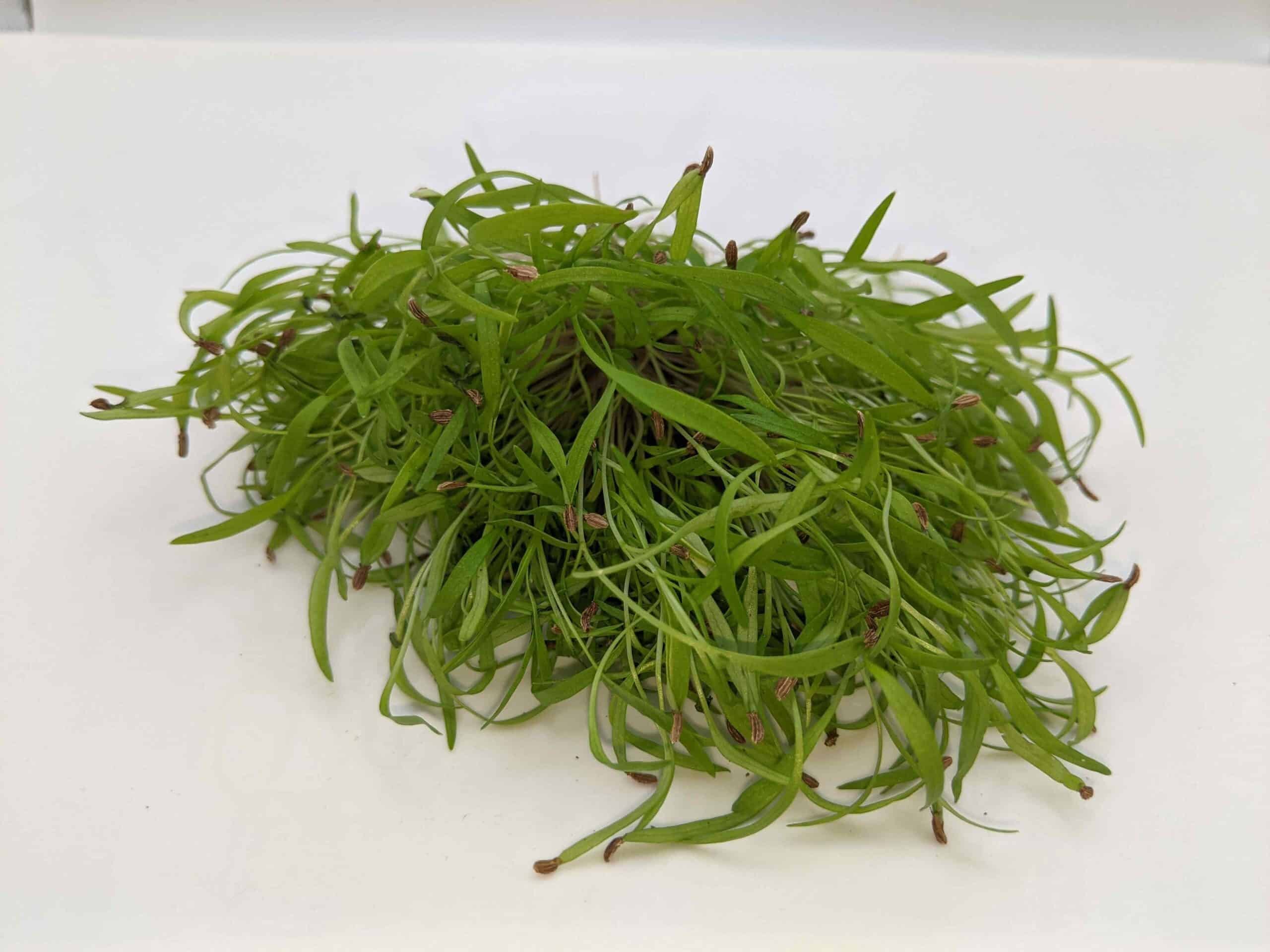 Carrot Microgreen Nutrition Fact Sheet | Natural Yield Carrot Microgreen