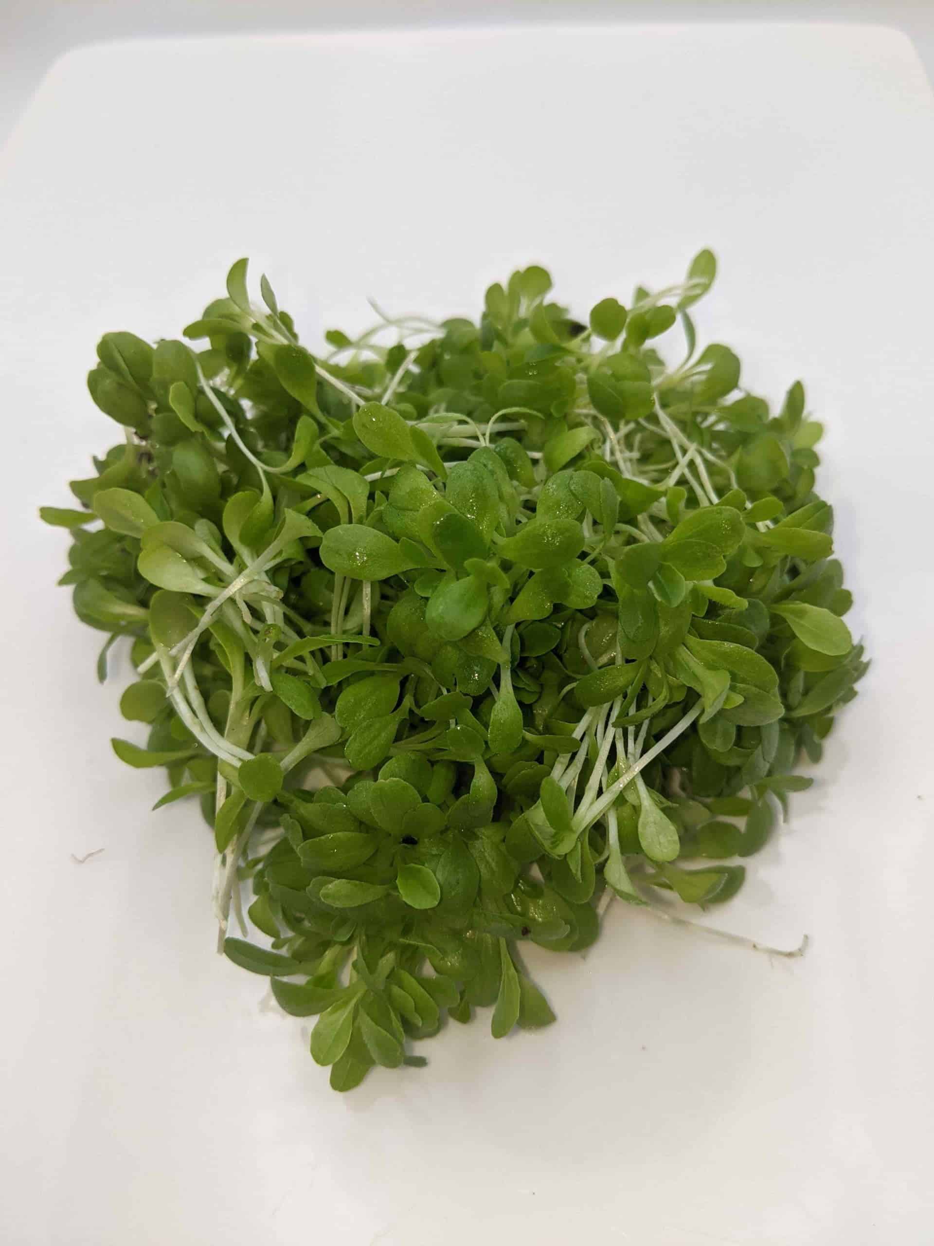 Cos Microgreens