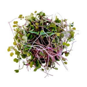 Kale microgreens, fresh Kale microgreens, kale greens, healthy Kale microgreens, Kale