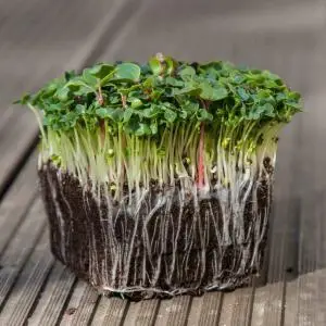 Pak Choi microgreens, Pak Choi, Fresh Pak Choi microgreens, Healthy Pak Choi microgreens
